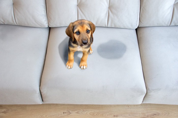 ソファの上にお漏らしした子犬