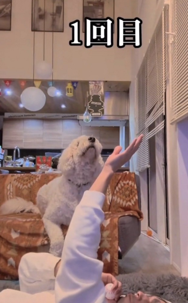 天井を見つめる犬