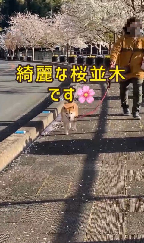 ちゃこさんを待ち伏せした時の反応3