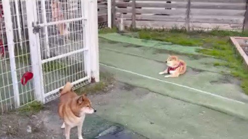 立ち尽くして遠くを見つめるシニアの柴犬