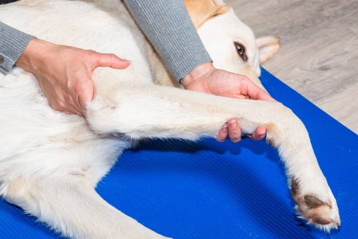 関節をケアされている犬