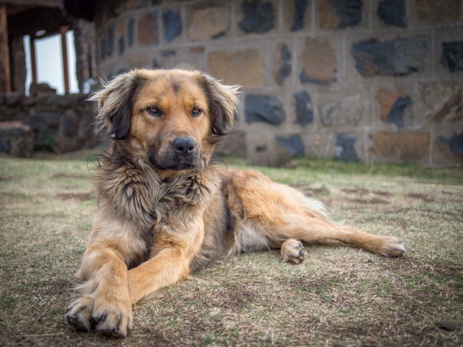 野外で前足クロスしている犬