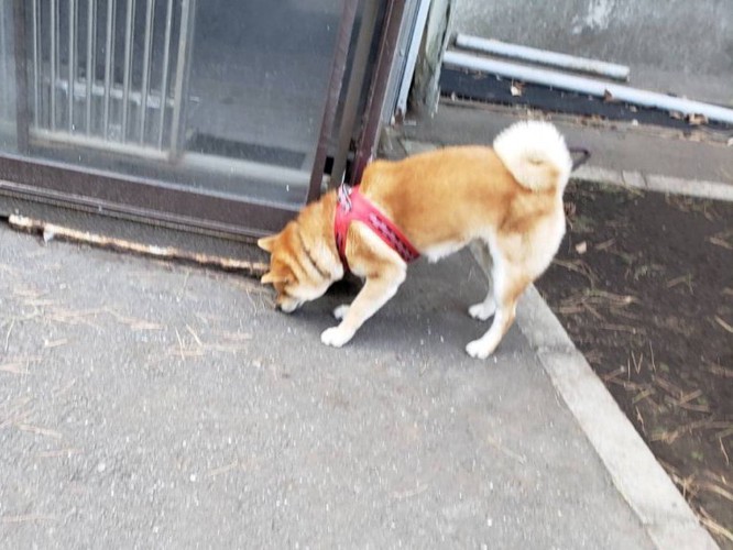 センターの庭に出された犬