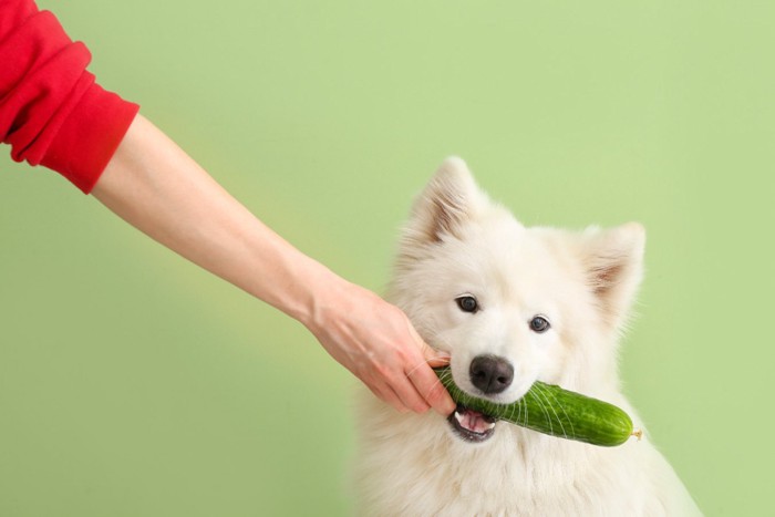 きゅうりをくわえる犬