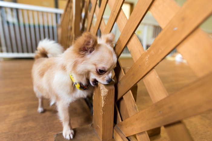 柵を噛む小型犬