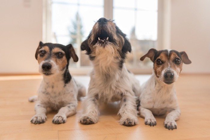 鳴く犬とその他の2匹の犬