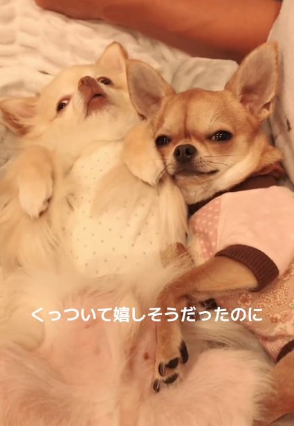 嬉しそうなよもぎ子ちゃん