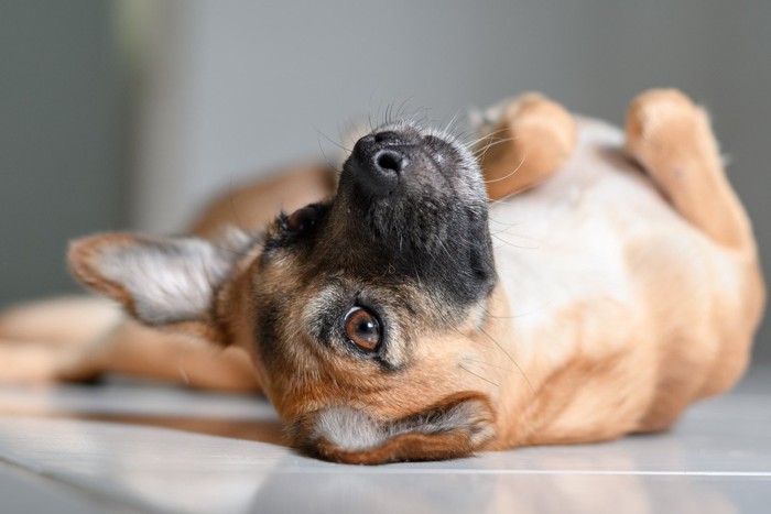 仰向けの茶の犬の顔のアップ