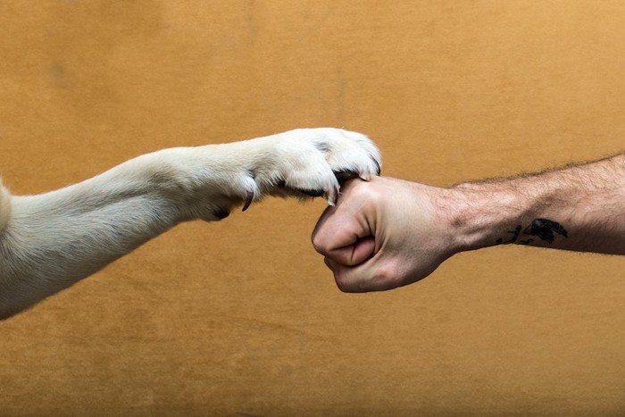 人の拳の上に置かれた犬の前足