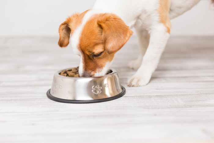 ご飯を食べる犬