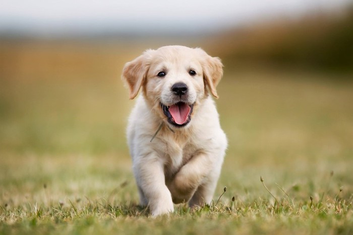 こちらに向かって走るゴールデンレトリーバーの子犬