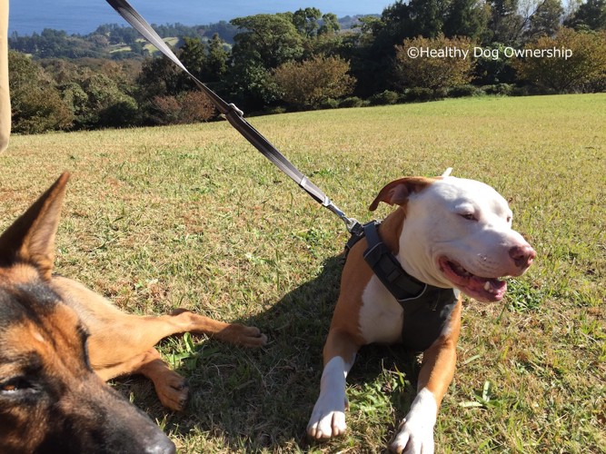 外でくつろぐ犬