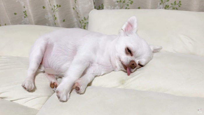 コハクくんの舌を掴んだら？