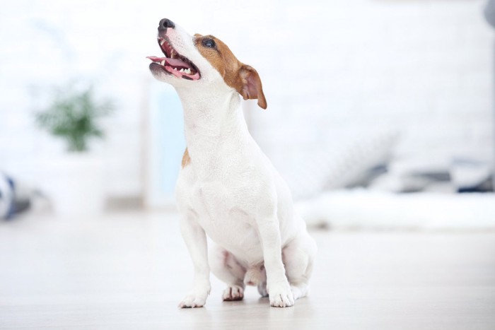 嬉しそうに見上げる犬