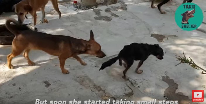 歩き出した犬