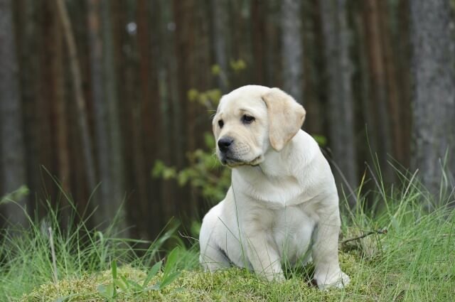 おすわりをするラブラドールレトリバーの子犬