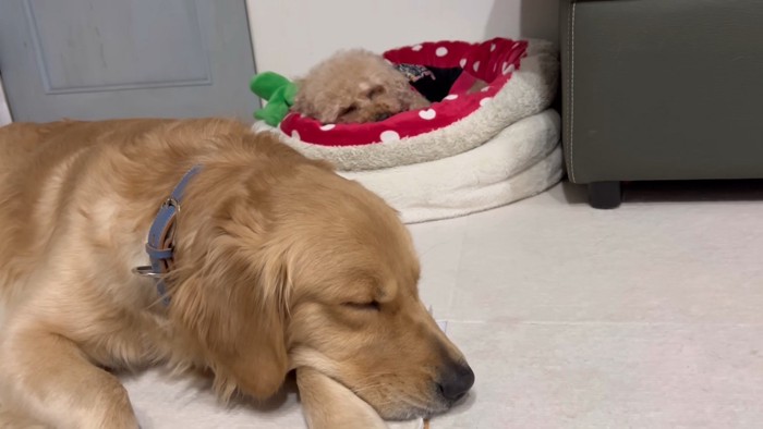 ベッドが羨ましいぷりんくん7