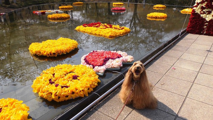 水辺に浮かんだ花と犬