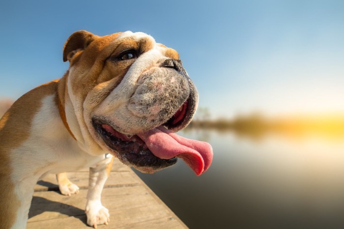 日差しを浴びる犬