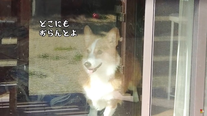 ガラス越しの犬