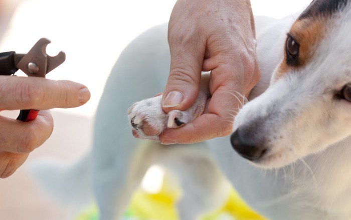 犬の爪を切る