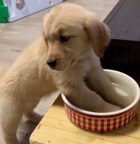 キョトンとする子犬