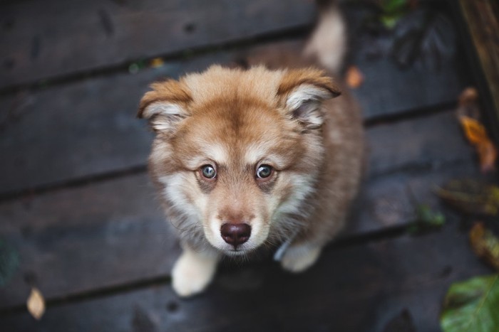 飼い主を見つめる犬