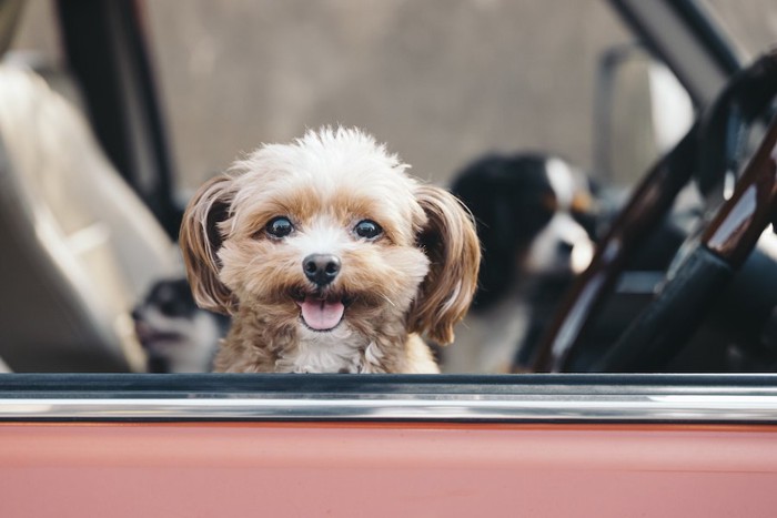 車の中から見つめる犬