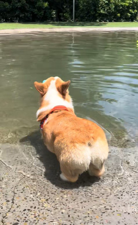 ボールを水に落としたリッツくん⑩