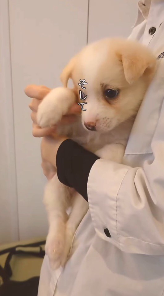 抱っこされる小さな子犬