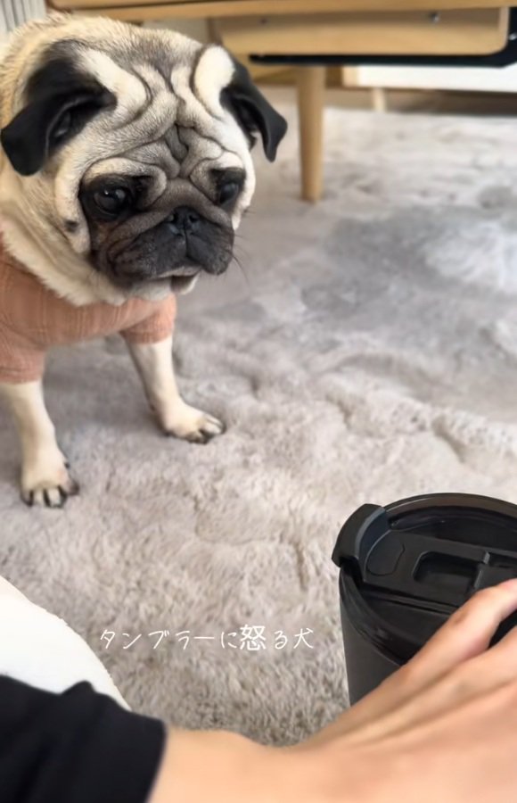 タンブラーに吠えるぽこちゃん