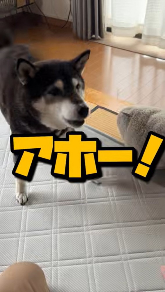 叫ぶこうめちゃん
