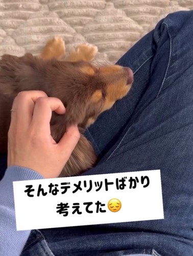 頭を撫でられる犬