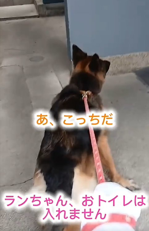 引っ張る犬2