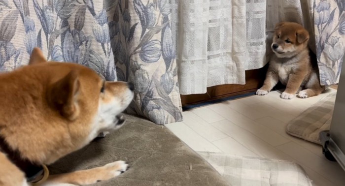 子犬に吠える成犬