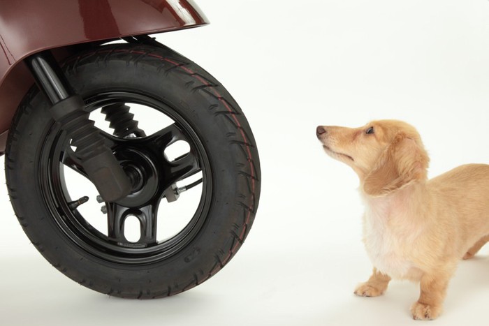 バイクと犬