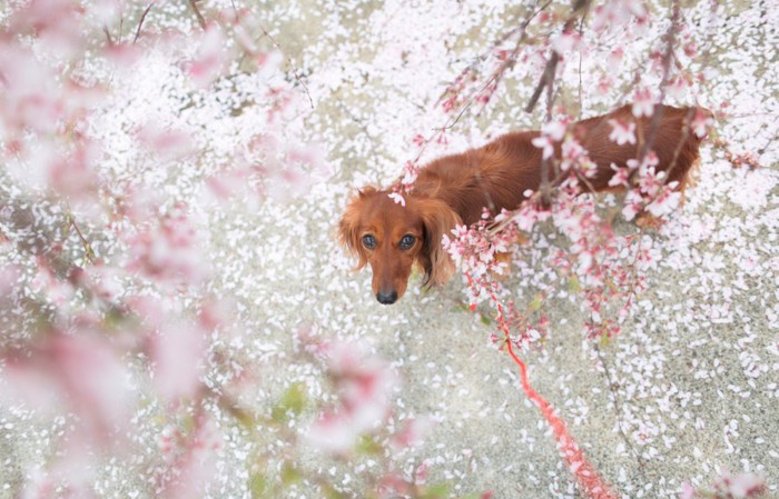 桜を見上げるダックスフンド