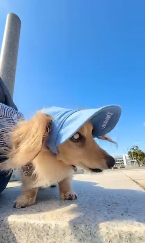 お出かけした時のレオくん