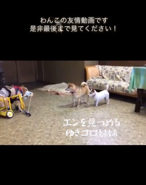 犬の友情にホッコリ