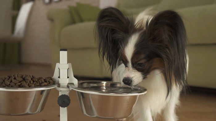 水を飲む犬