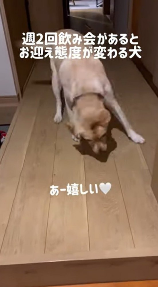 廊下の床のにおいをかぐ犬