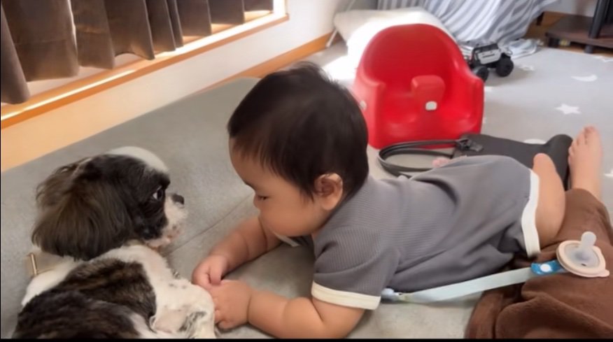 犬と赤ちゃん