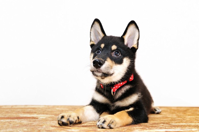 何かに注目している柴犬