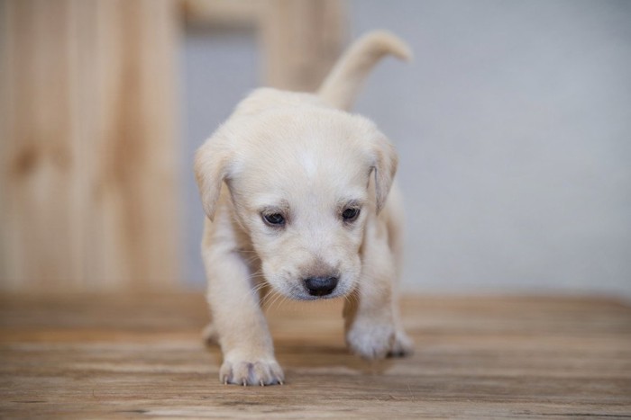 歩きにくそうな子犬