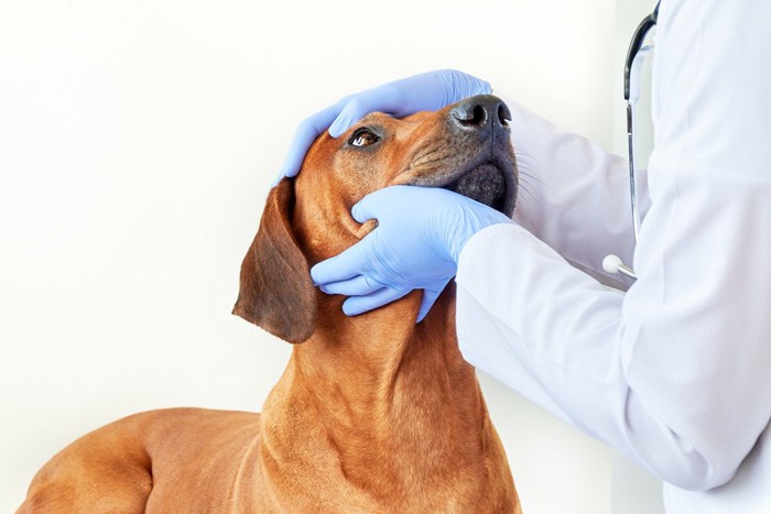 念入りに目の診察中の犬