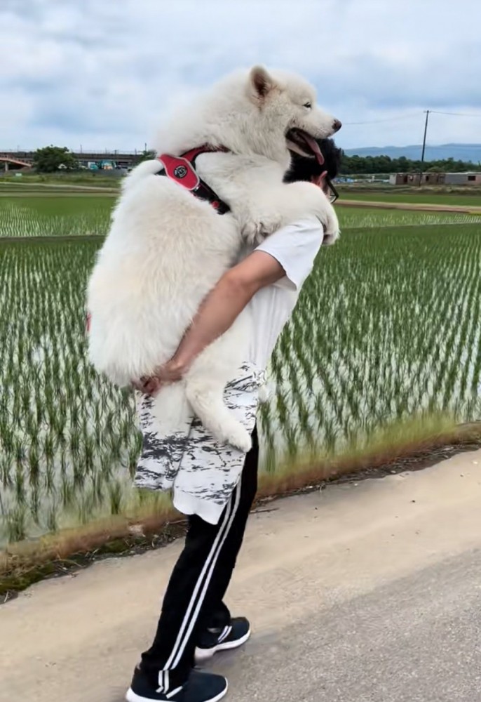 おんぶしてもらう大型犬5