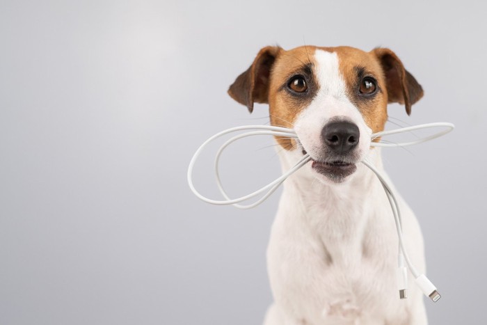 電気コードをくわえた犬