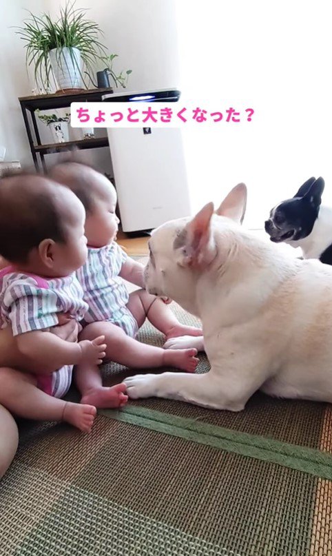 ココくんと双子の赤ちゃん5