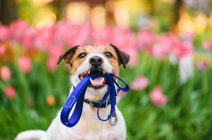 青いリードを咥えている犬