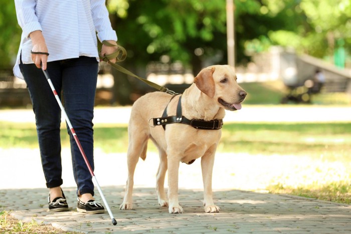 盲導犬とハンドラーの女性